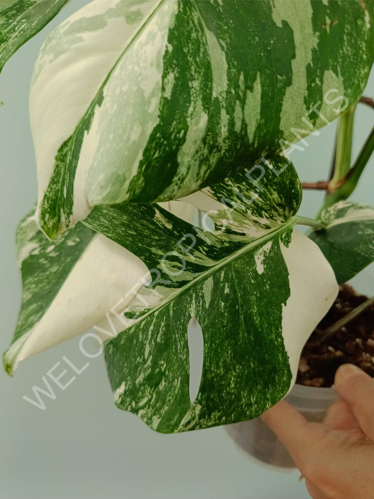 Monstera variegata albo