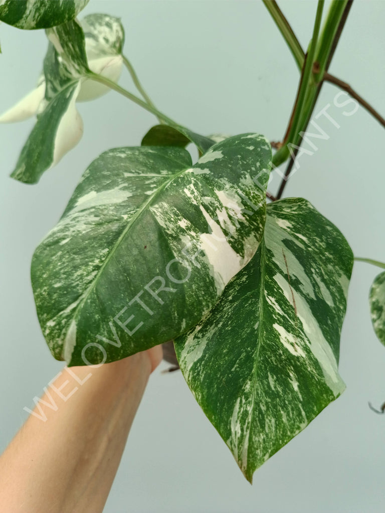 Monstera variegata albo