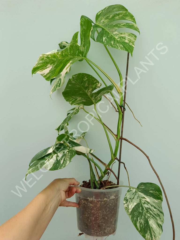 Monstera variegata albo