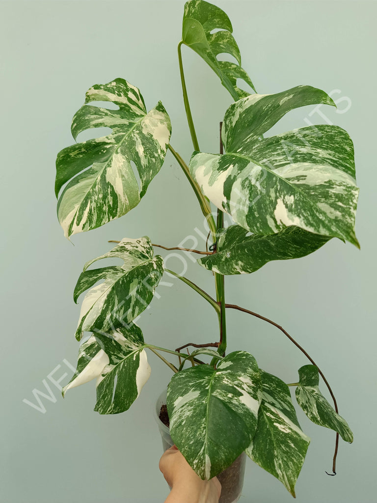 Monstera variegata albo