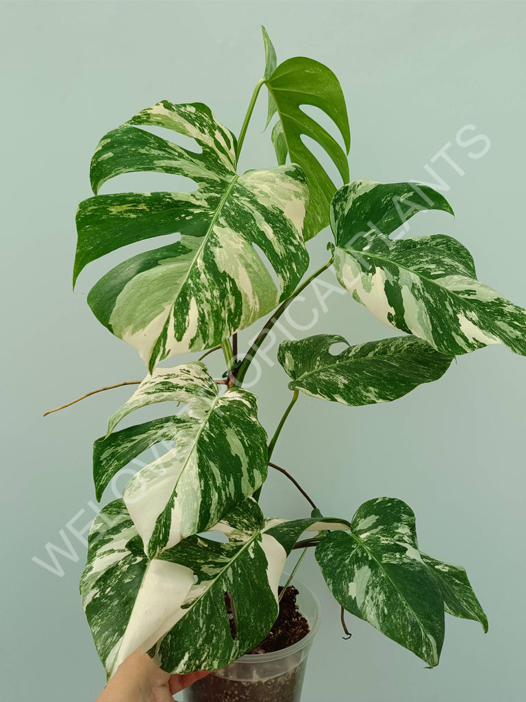 Monstera variegata albo