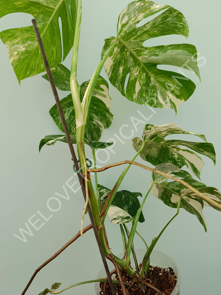 Monstera variegata albo