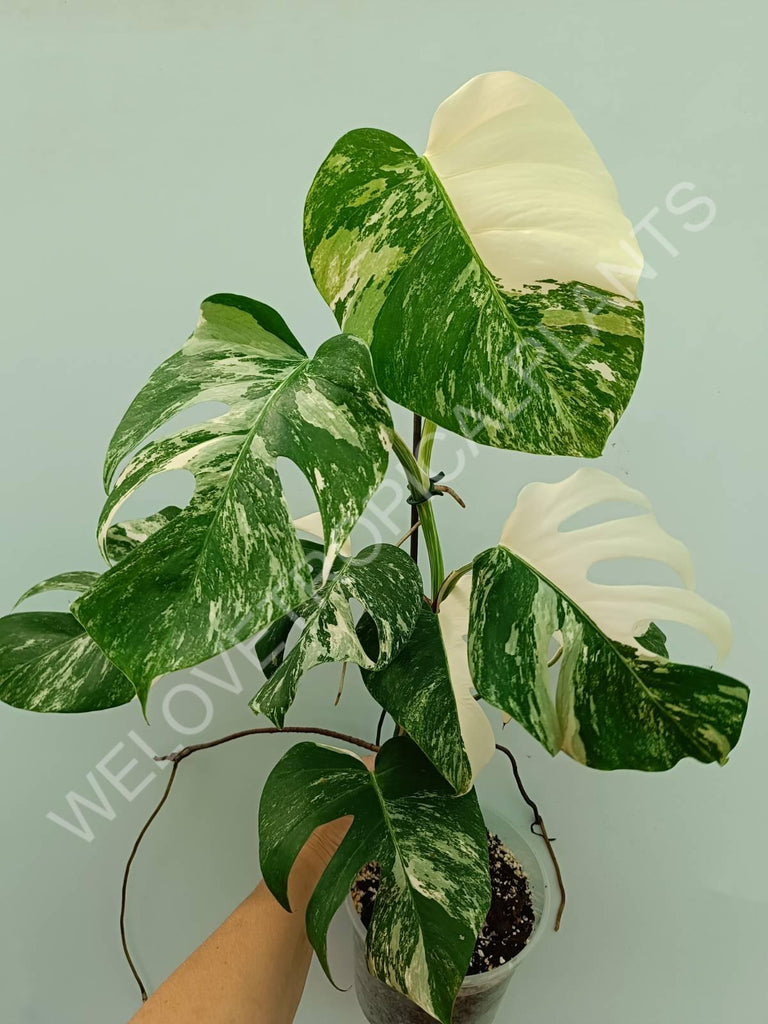 Monstera variegata albo