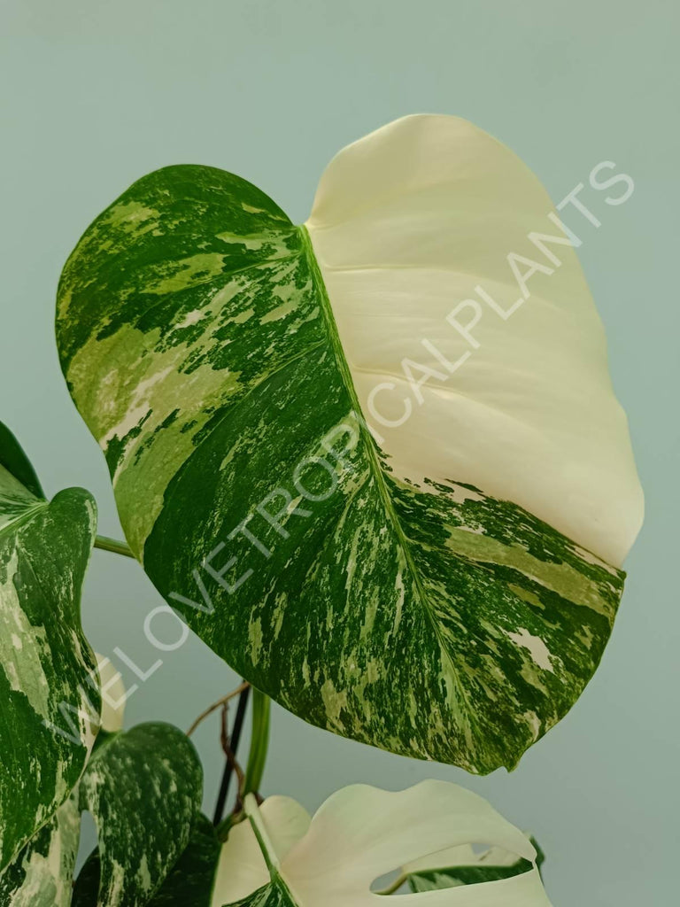 Monstera variegata albo