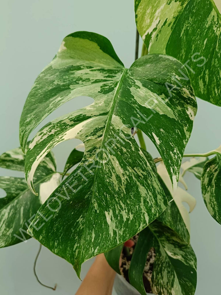 Monstera variegata albo