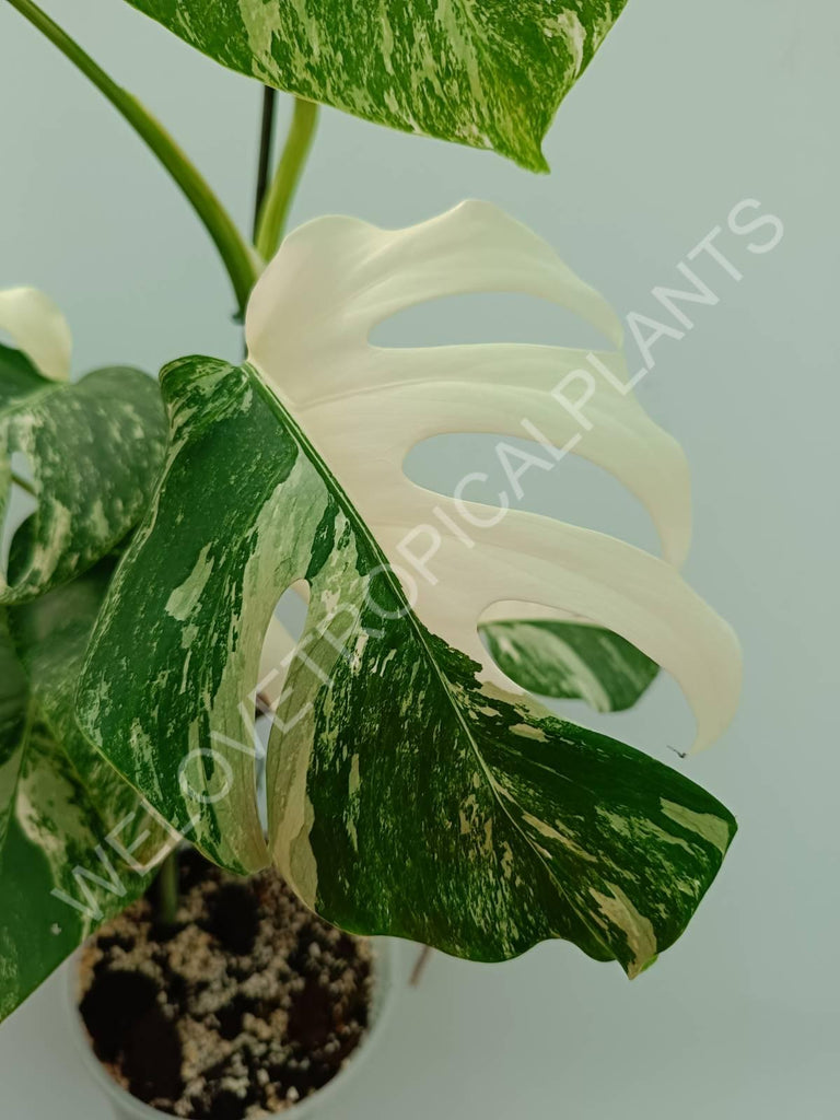 Monstera variegata albo