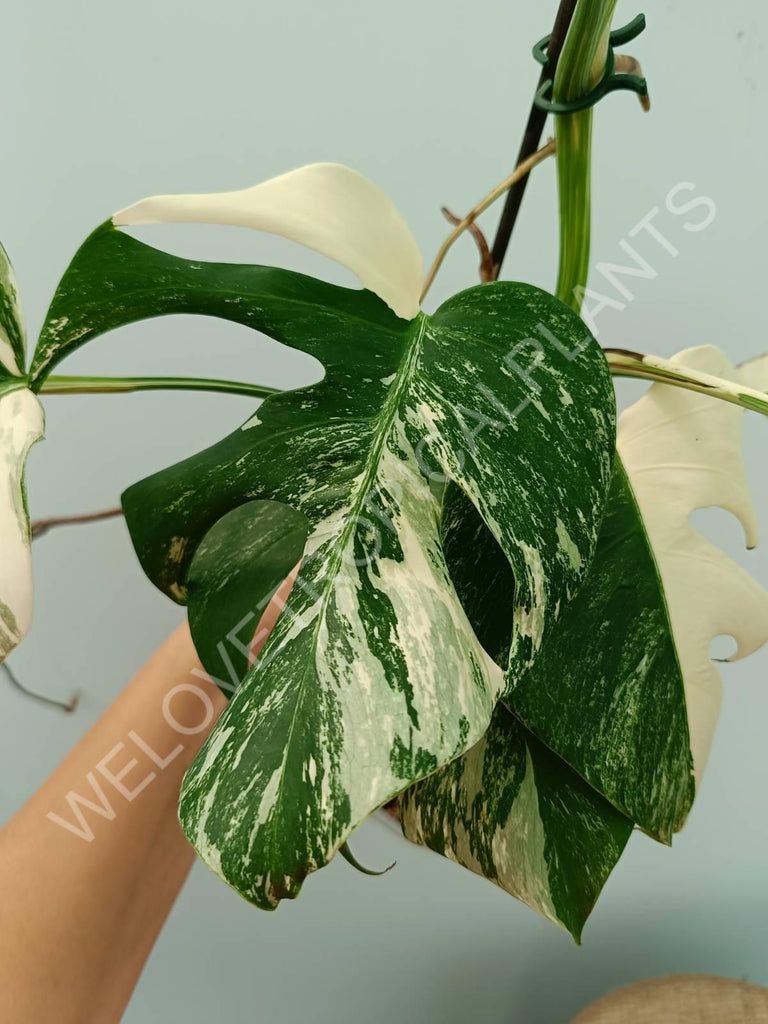 Monstera variegata albo