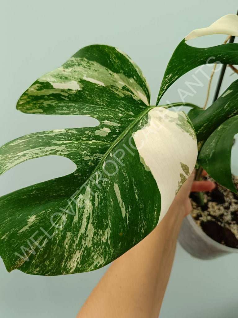 Monstera variegata albo