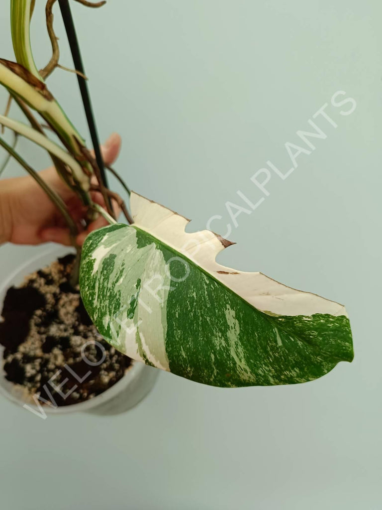 Monstera variegata albo