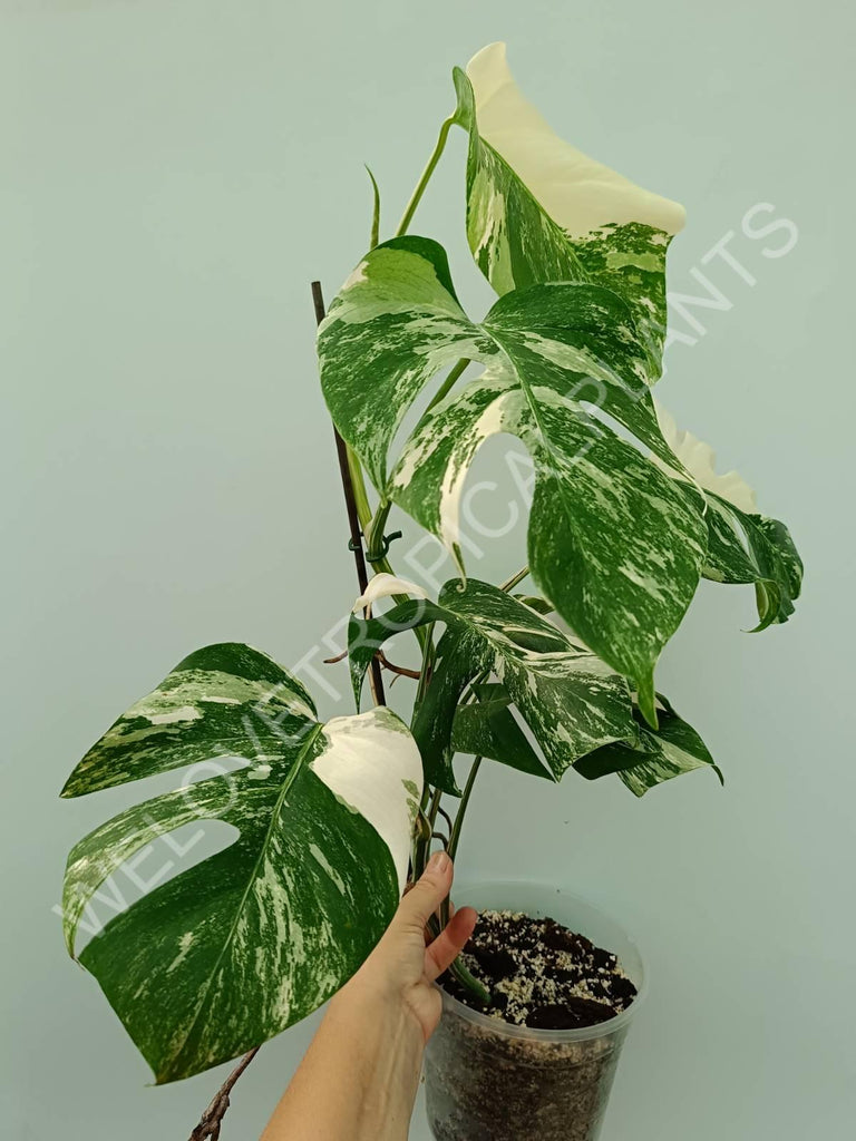 Monstera variegata albo