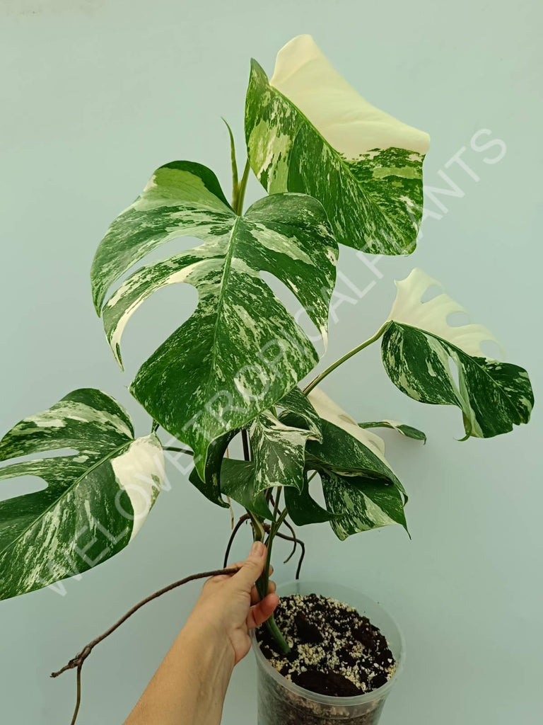 Monstera variegata albo