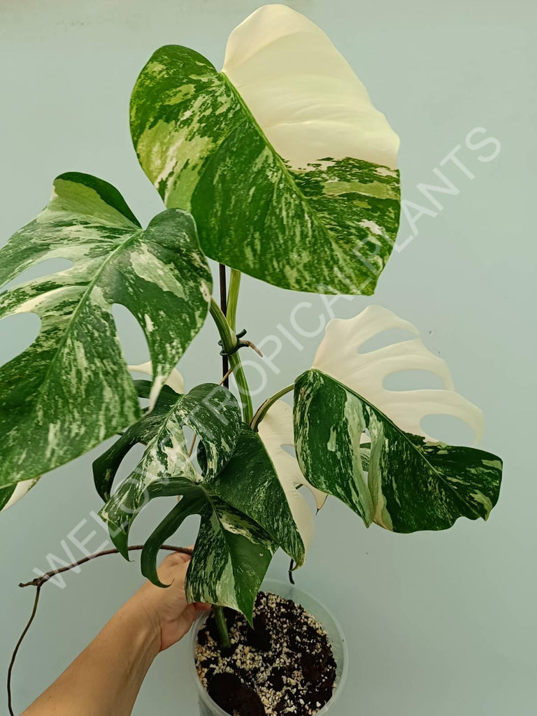 Monstera variegata albo