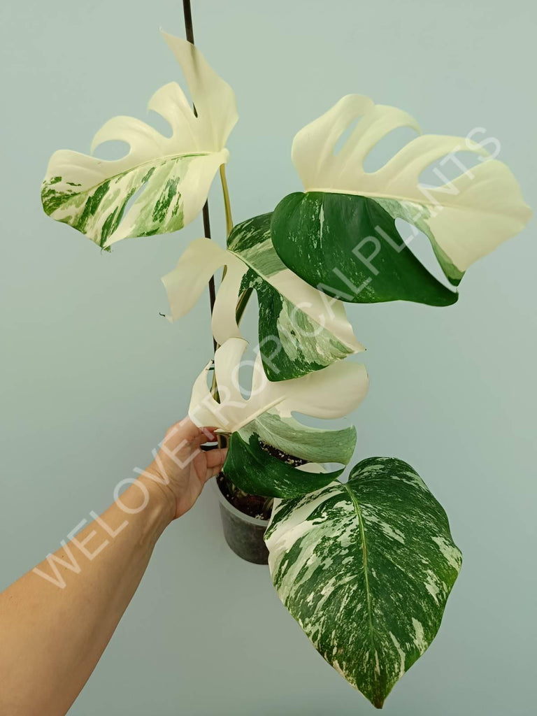 Monstera variegata albo extra