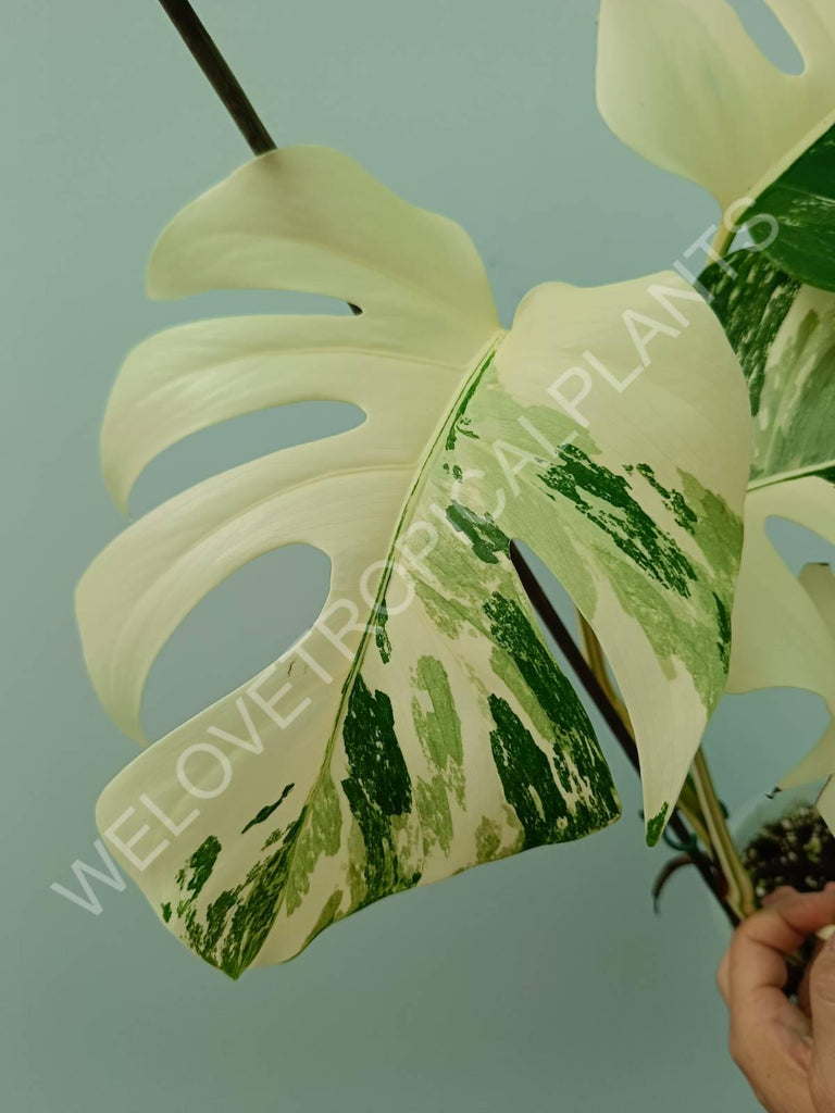 Monstera variegata albo extra