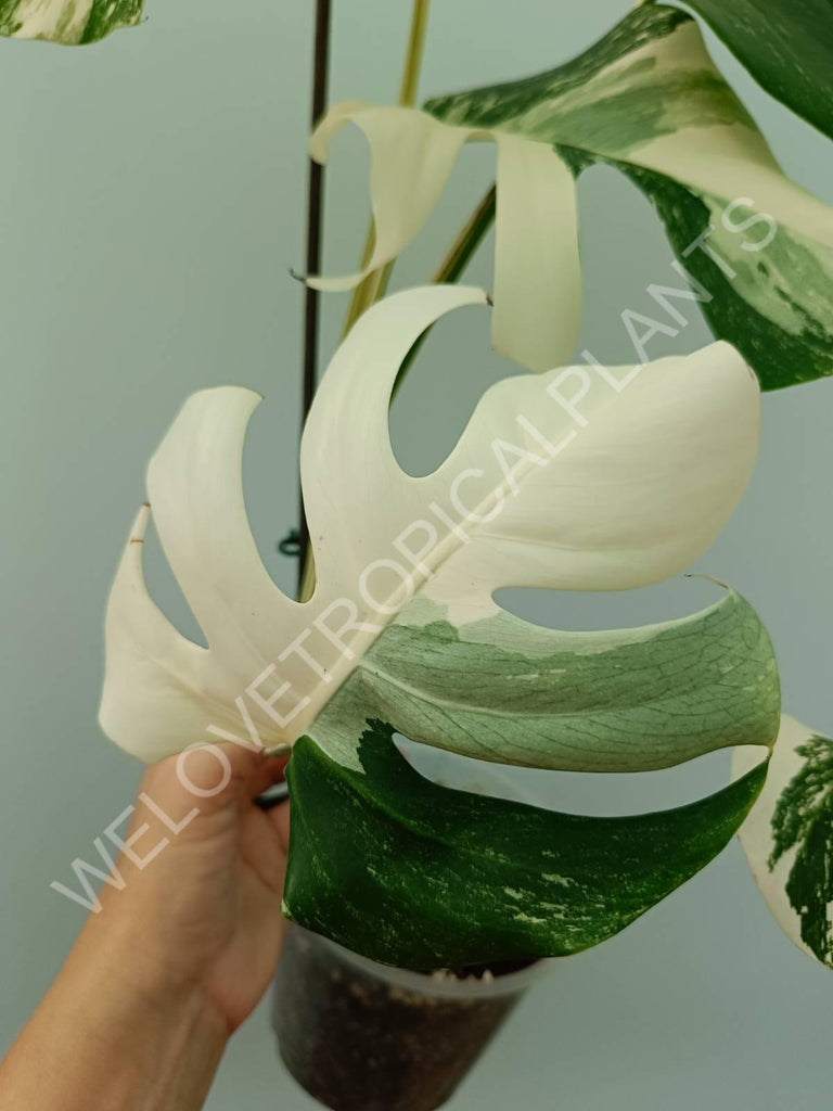 Monstera variegata albo extra