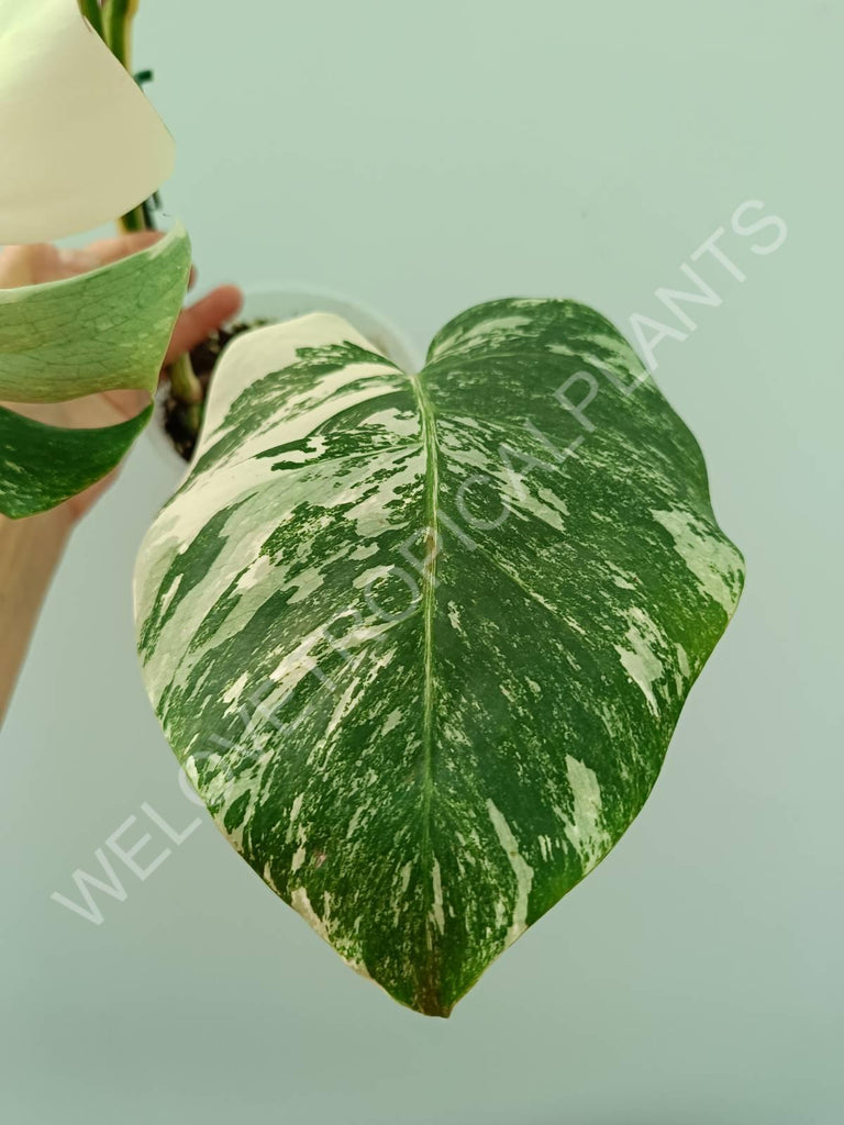 Monstera variegata albo extra