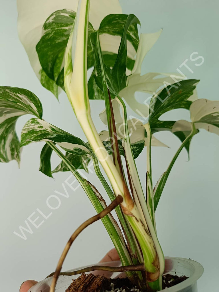 Monstera variegata albo extra white