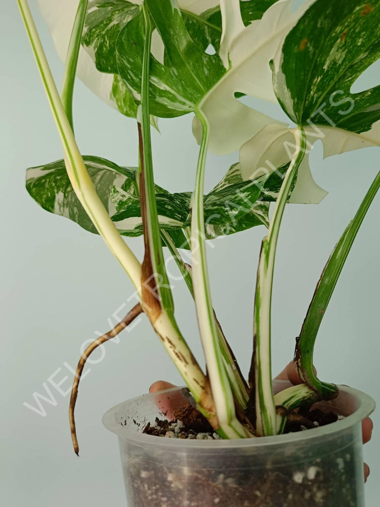 Monstera variegata albo extra white