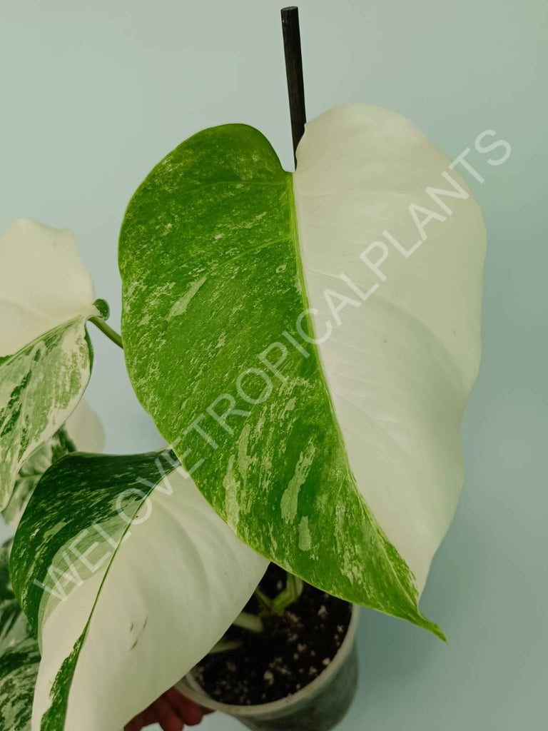 Monstera variegata albo extra white