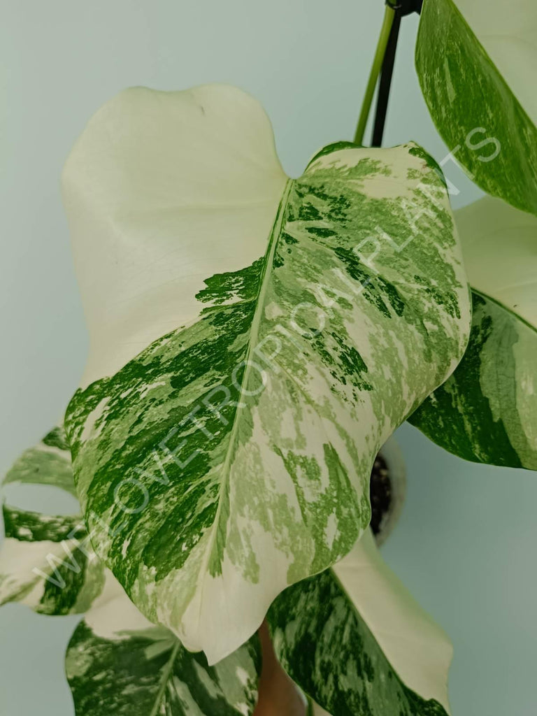 Monstera variegata albo extra white