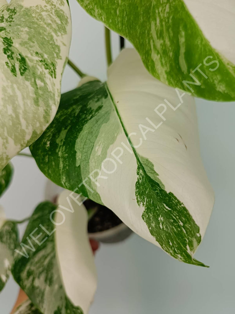 Monstera variegata albo extra white