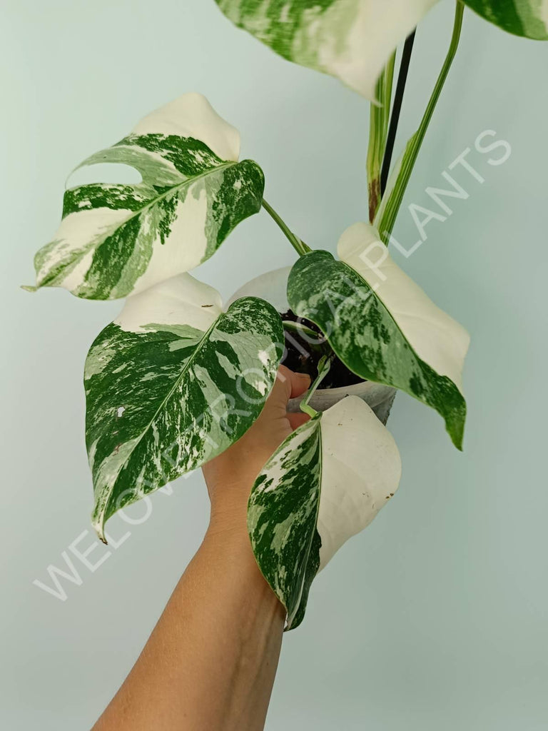 Monstera variegata albo extra white