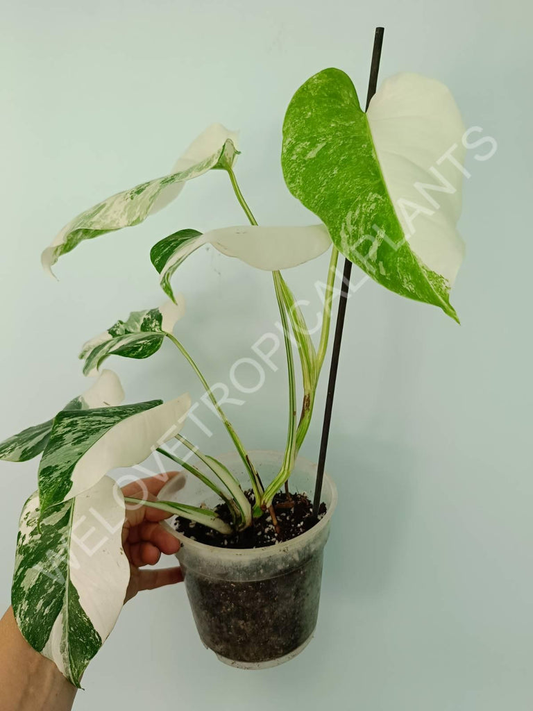 Monstera variegata albo extra white