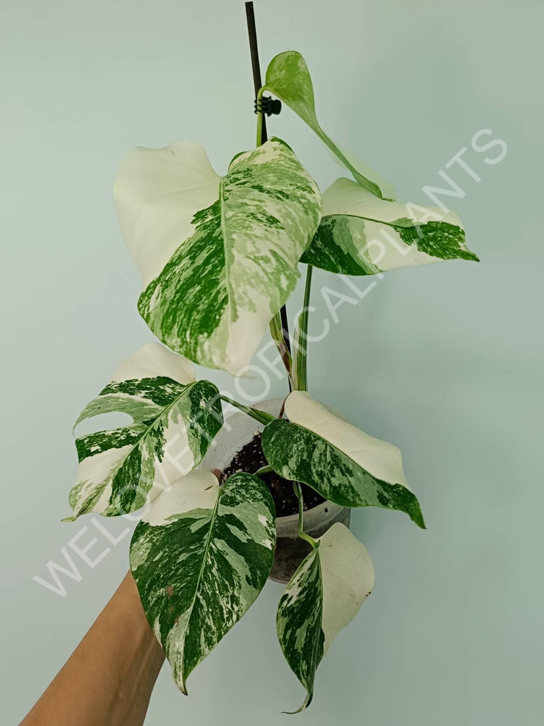 Monstera variegata albo extra white