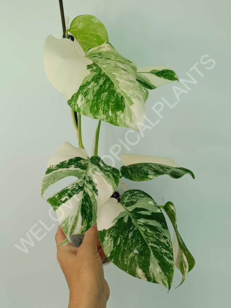 Monstera variegata albo extra white