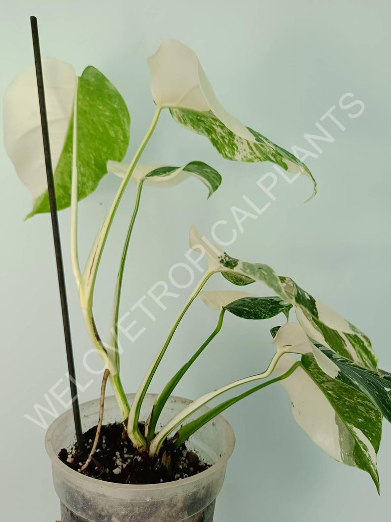 Monstera variegata albo extra white