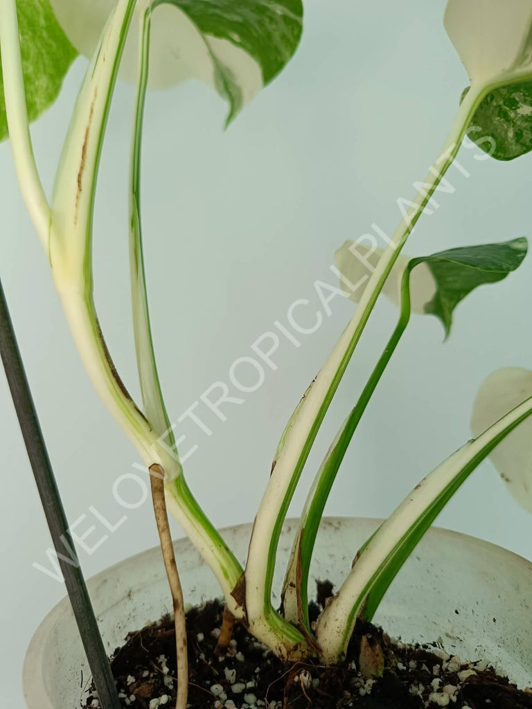 Monstera variegata albo extra white