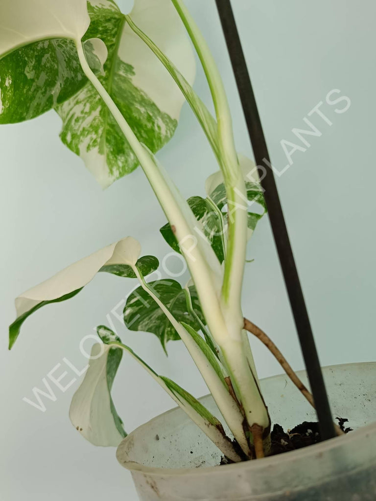 Monstera variegata albo extra white