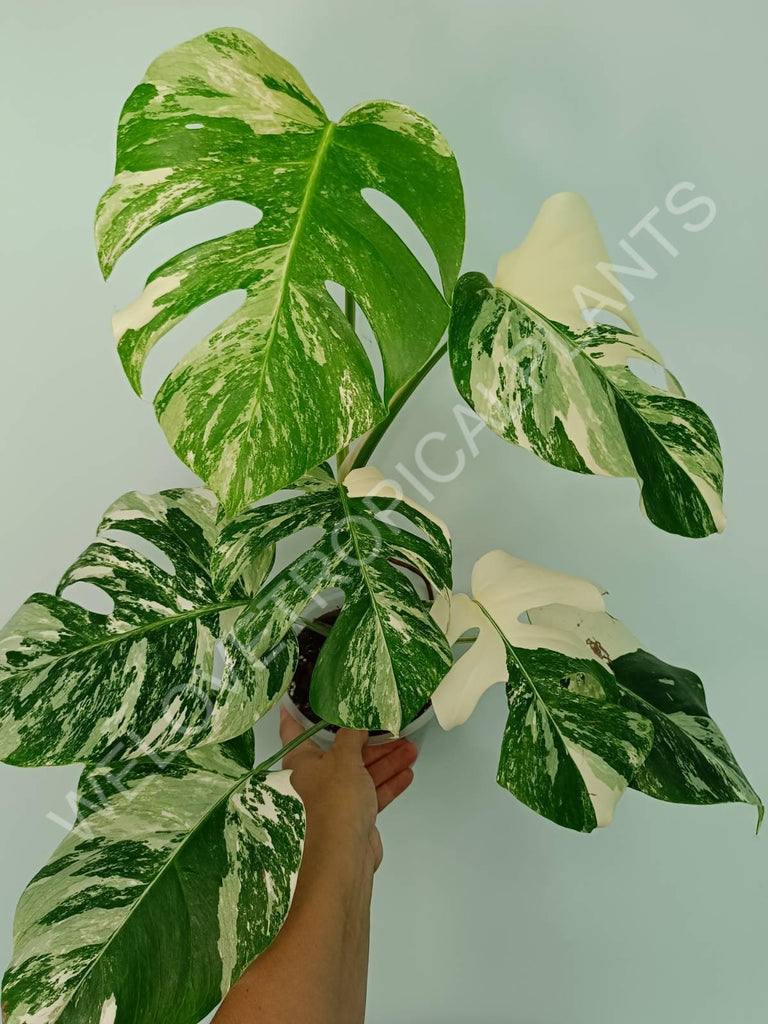 Monstera variegata albo extra white