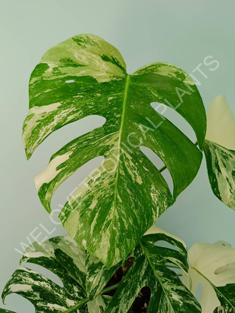 Monstera variegata albo extra white