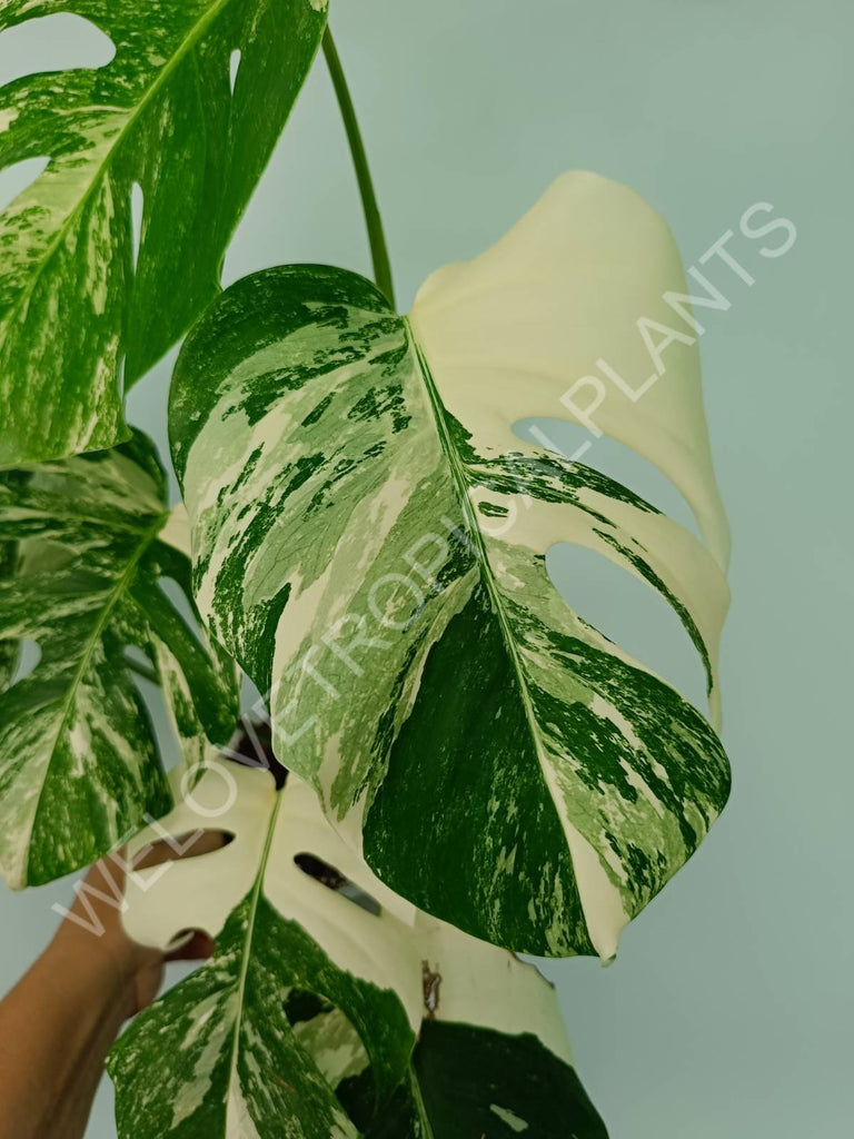 Monstera variegata albo extra white