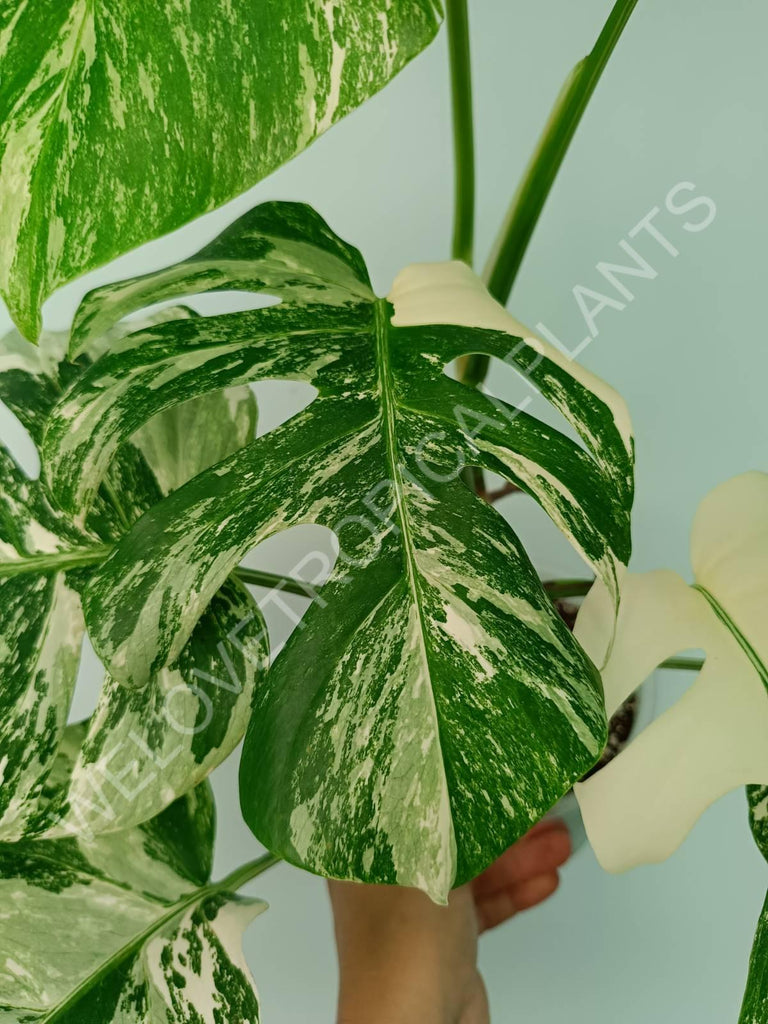 Monstera variegata albo extra white