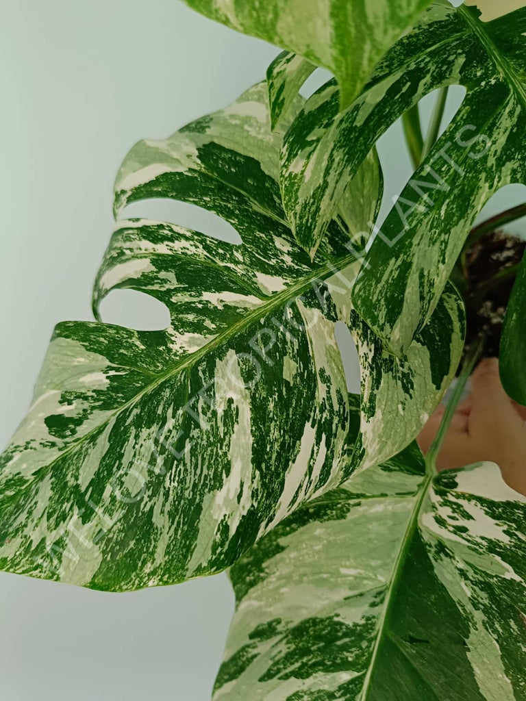 Monstera variegata albo extra white