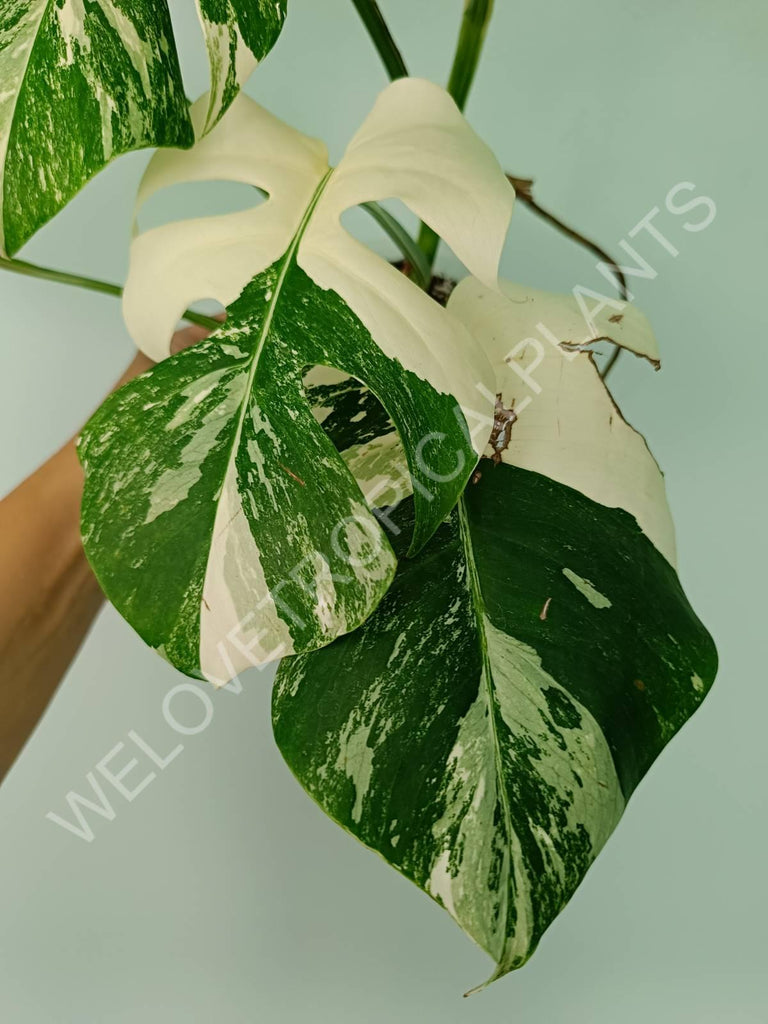 Monstera variegata albo extra white