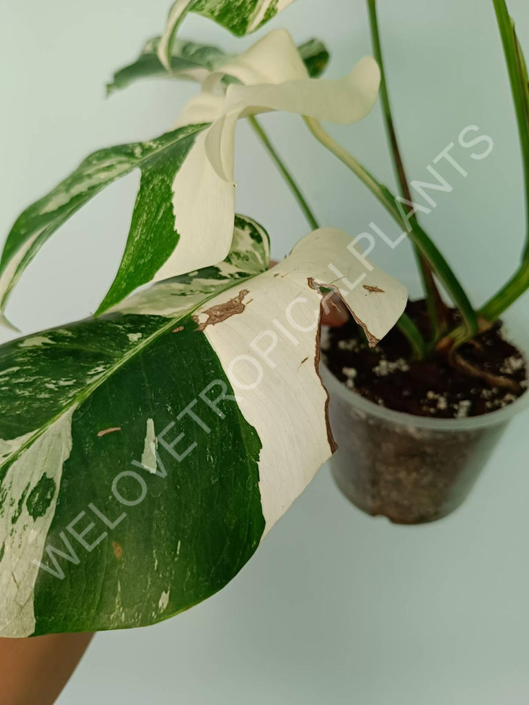 Monstera variegata albo extra white