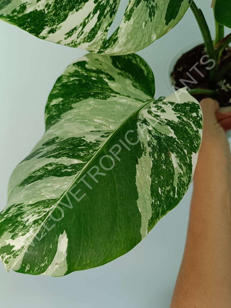 Monstera variegata albo extra white