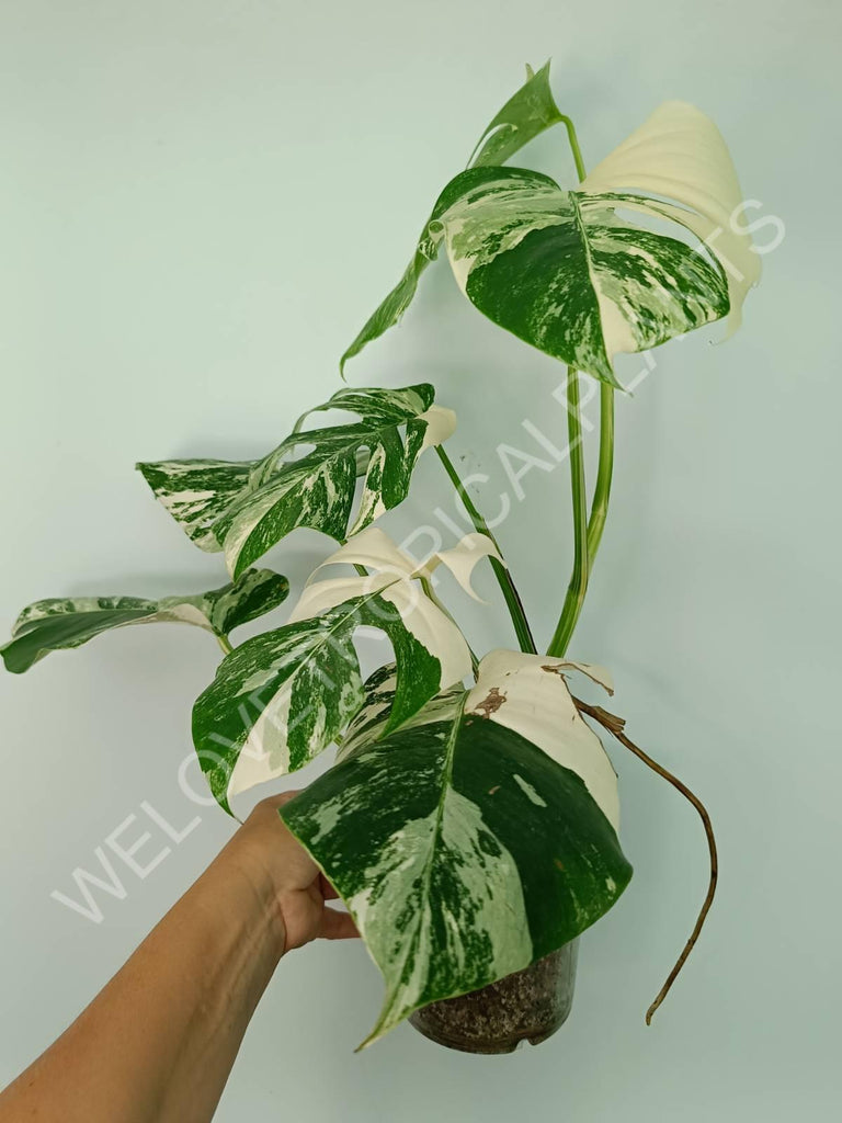 Monstera variegata albo extra white