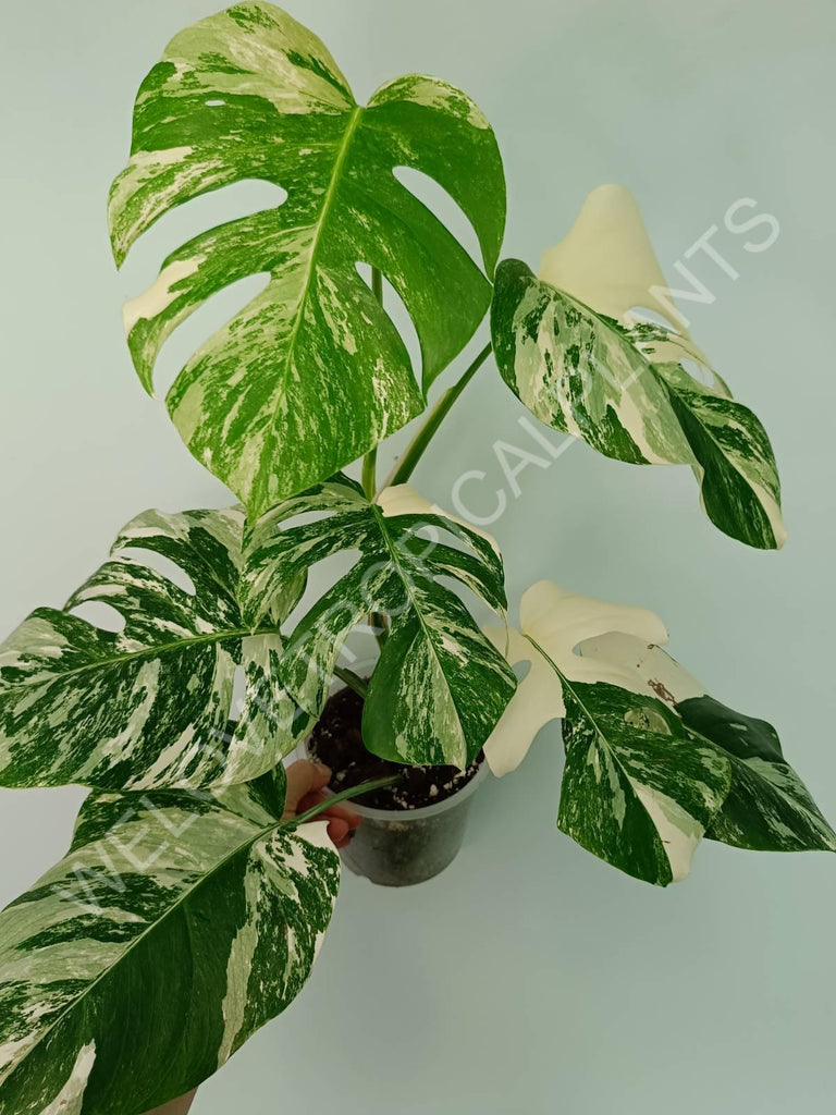 Monstera variegata albo extra white