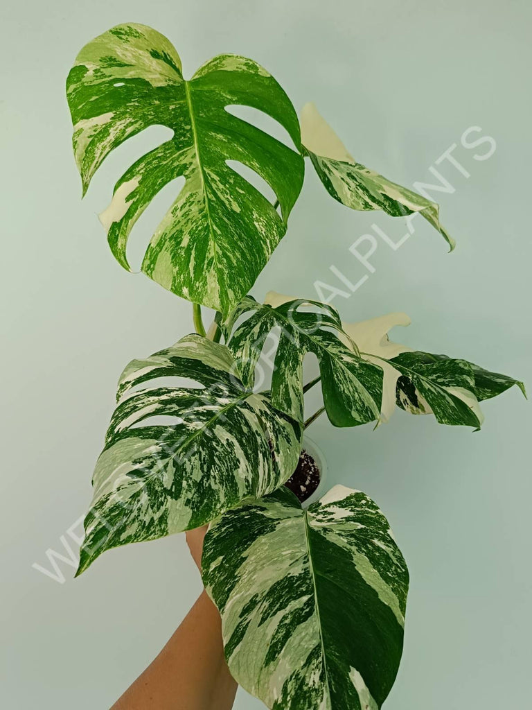 Monstera variegata albo extra white