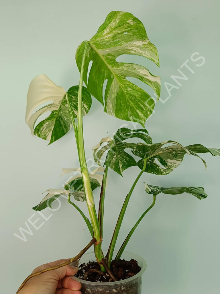 Monstera variegata albo extra white