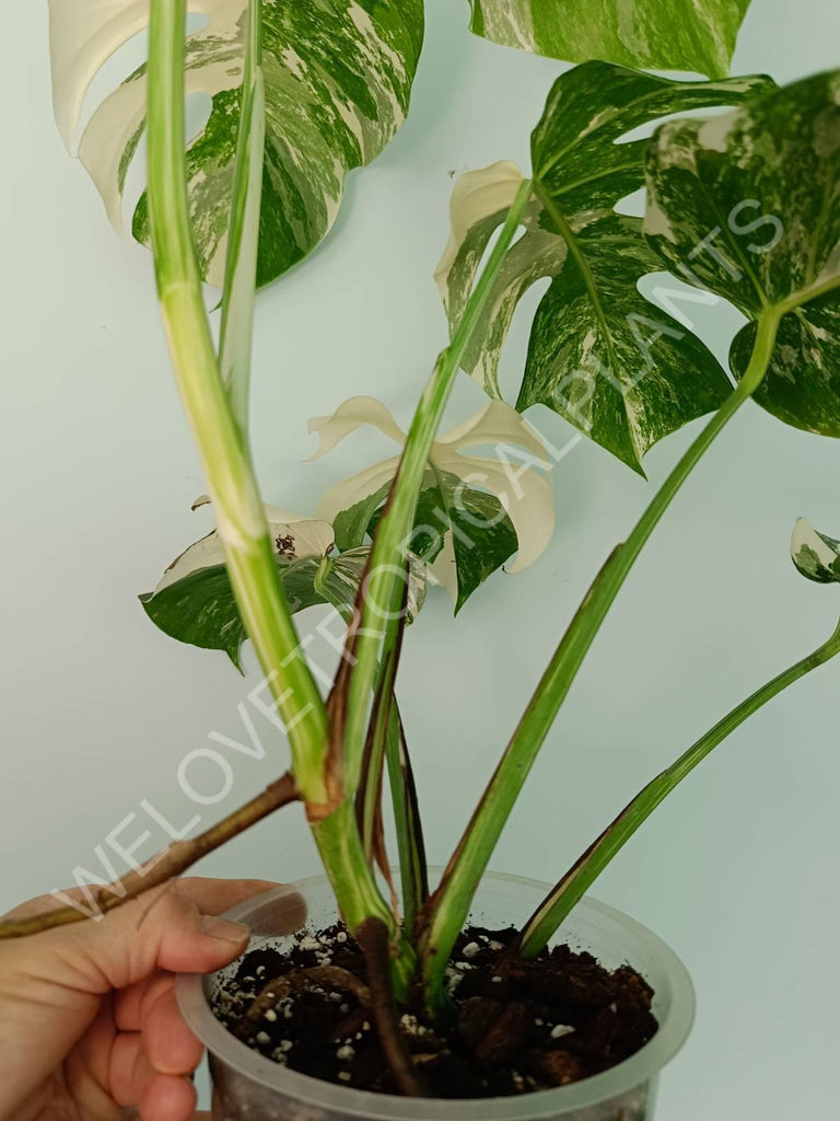 Monstera variegata albo extra white