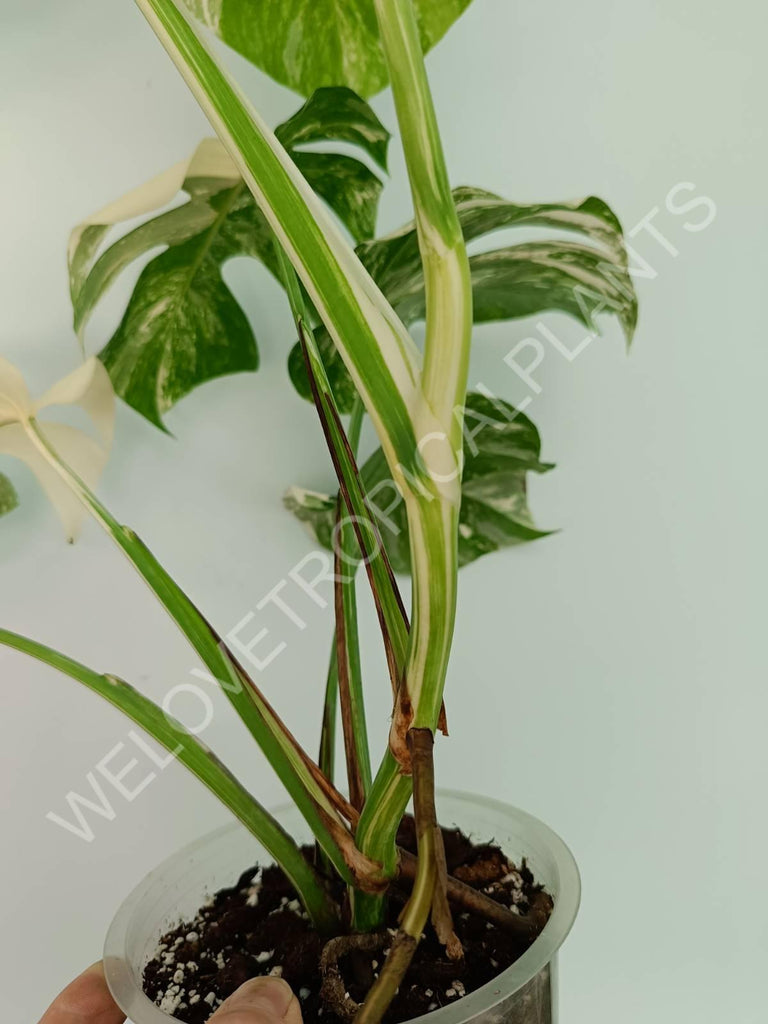 Monstera variegata albo extra white