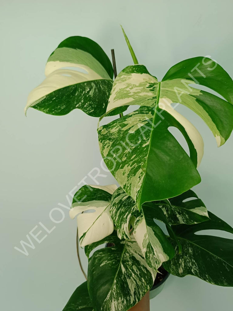 Monstera variegata albo