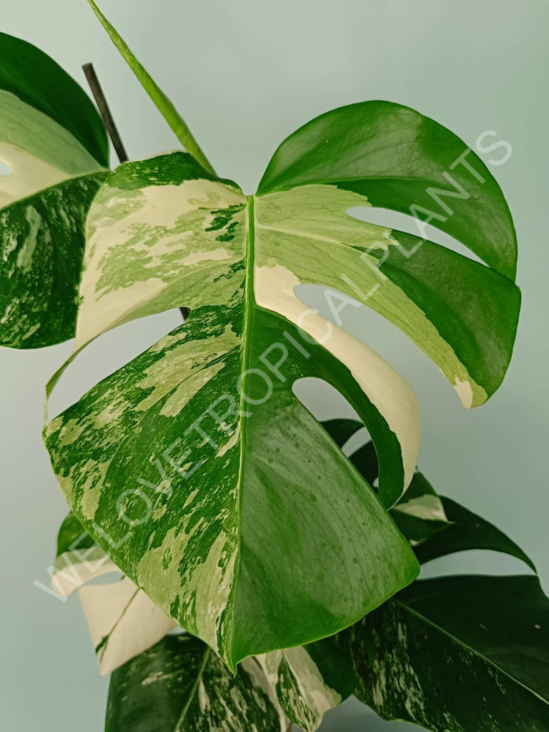 Monstera variegata albo