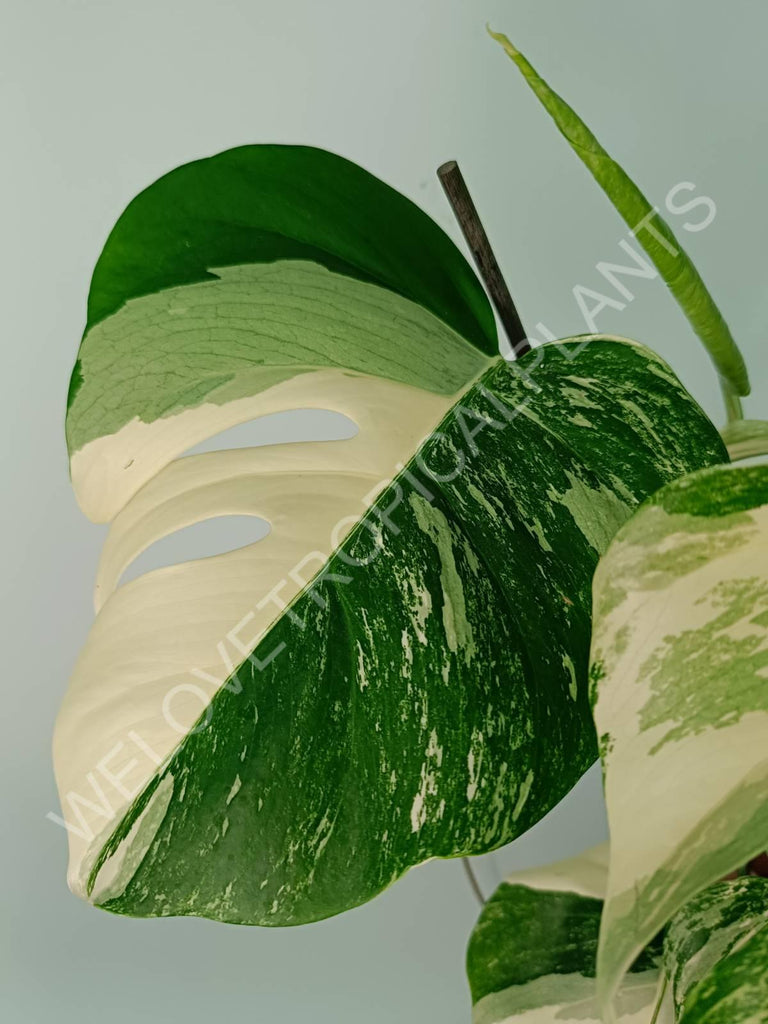 Monstera variegata albo