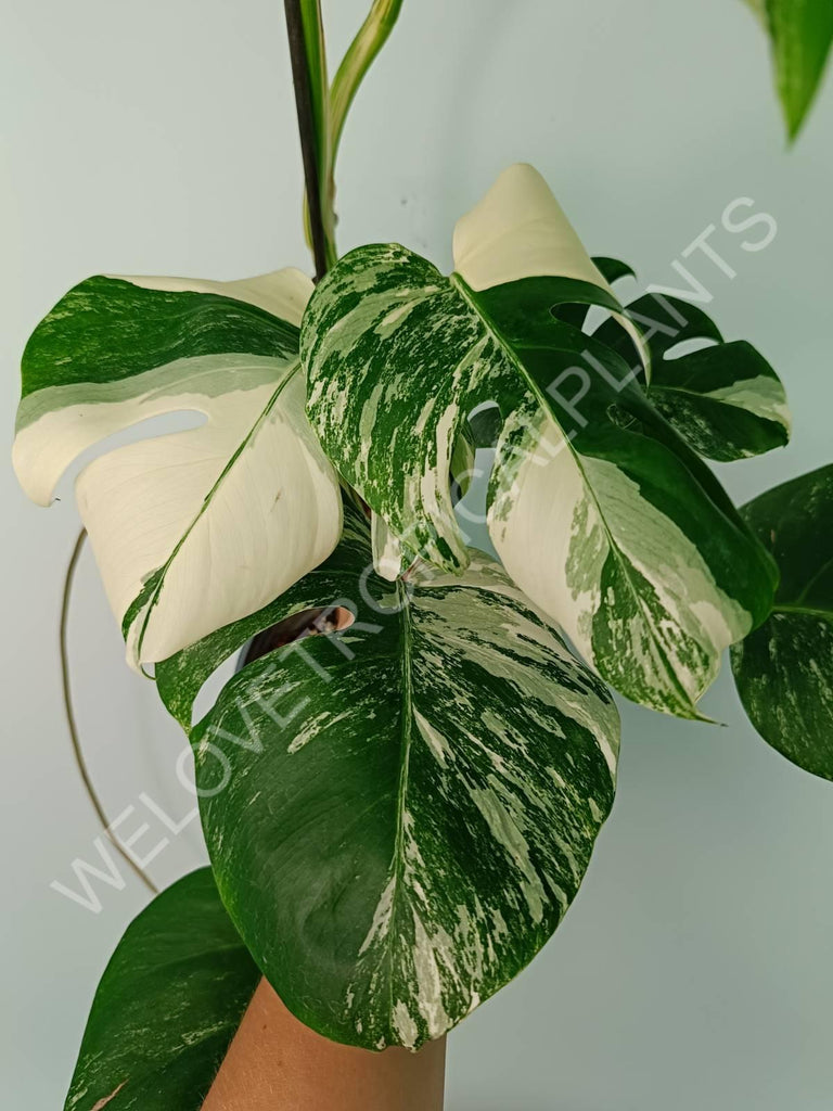 Monstera variegata albo